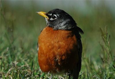 American Robin