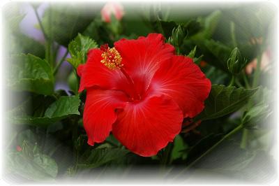 Hibiscus