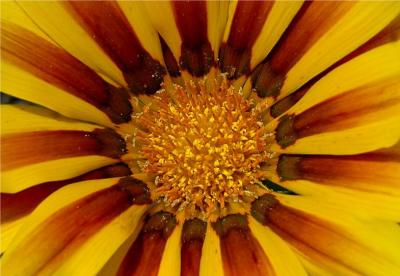 Gerbera Daisy Close-up