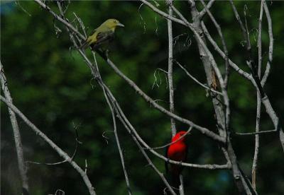 Scarlet Tanager Pair (Piranga olivacea)