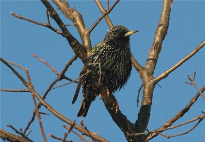 European Starling (Sturnus vulgaris)