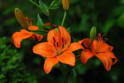 Asiatic Lily