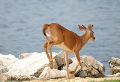 Whitetail Buck