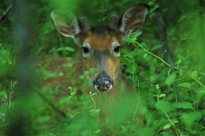 Whitetail Buck