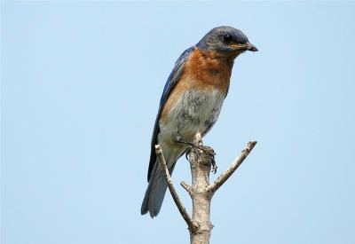 Eastern Bluebird - Male - (Sialia sialis)