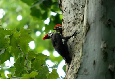 Pileated Woodpecker 42.JPG