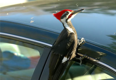 Pileated Woodpecker 43.JPG