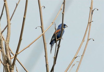 Blue Grosbeak - Male (Passerina caerulea)