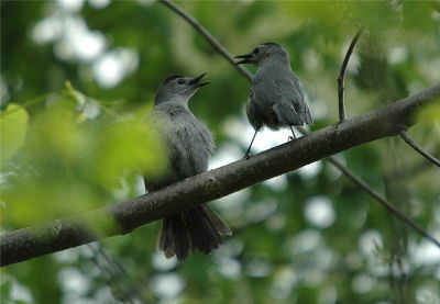 Gray Catbirds