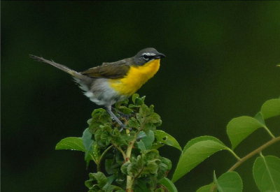 Yellow-breasted Chat  (Icteria virens)