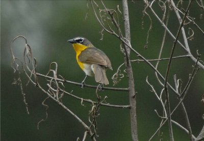 Yellow-breasted Chat