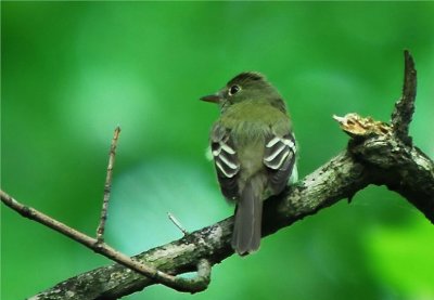 Acadian Flycatcher [Empidonax virescens]