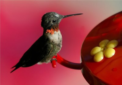 Ruby-throated Hummingbird