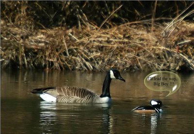 Hooded Merganser and Canada Goose