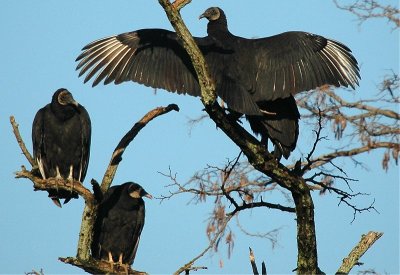 Black Vulture