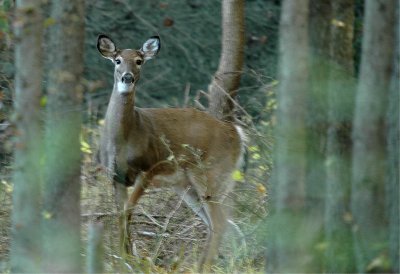 Whitetail Deer