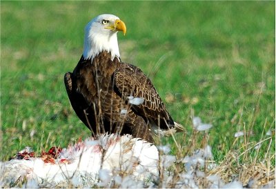 Bald Eagle