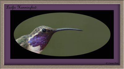 Lucifer Hummingbird