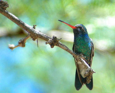 Broad Billed Hummingbird