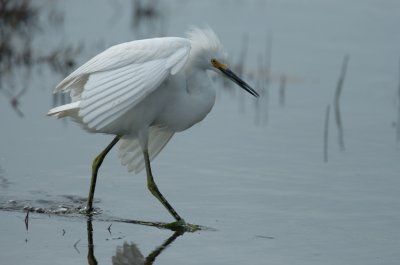 Snowy Egret