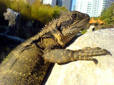 Chinese Dragon Lizard