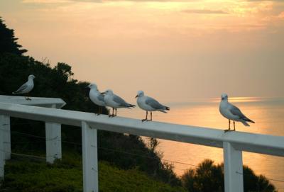 Seagull Sunset