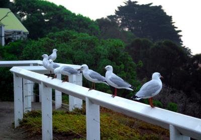Seagull Gallery