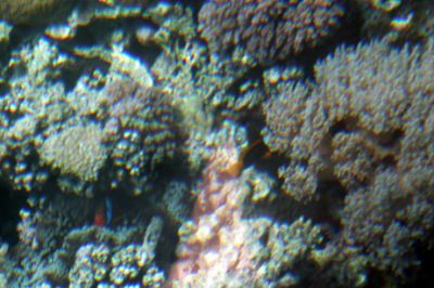 Great Barrier Reef - Underwater Pontoon