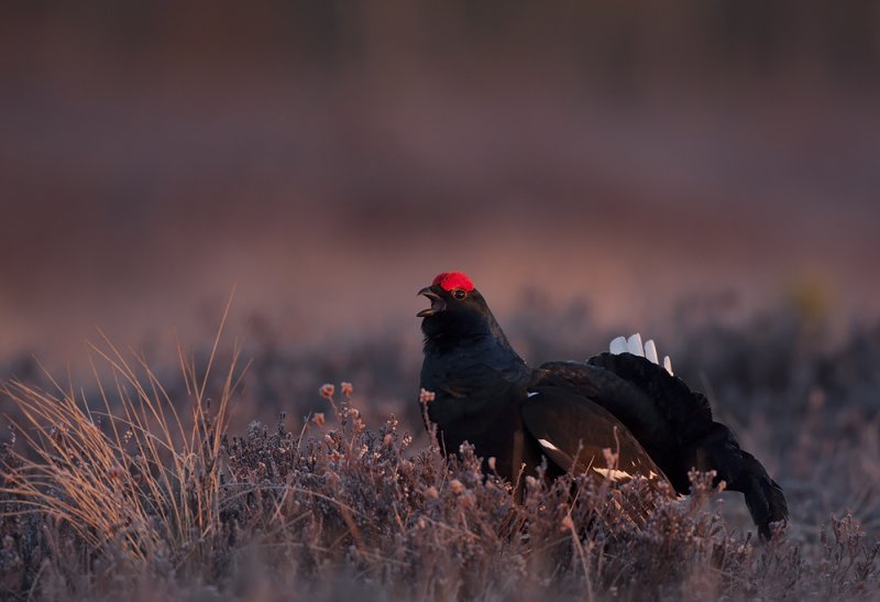 Black Grouse (Tetrao tetrix)