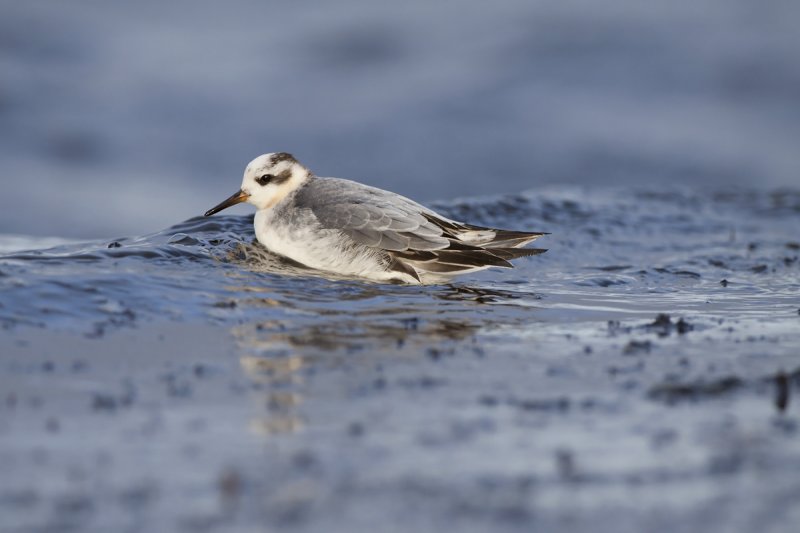 Grey phalarope (Phalaropus fulicarius)