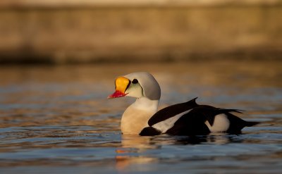 King eider (Somateria spectabilis)