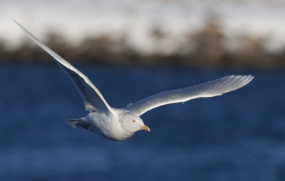 Iceland gull (Larus glaucoides)