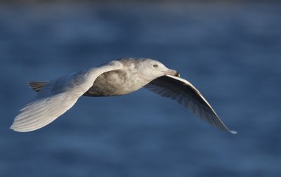 Glaucous gull (Larus hyperboreus)