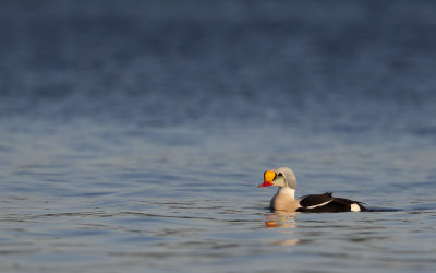 King eider (Somateria spectabilis)