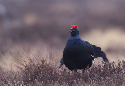 Black grouse (Tetrao tetrix)