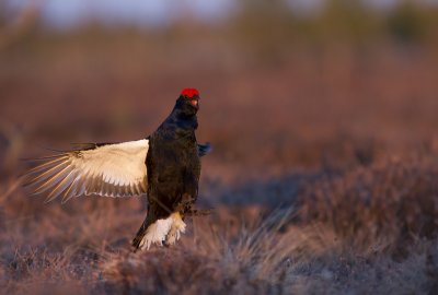Black grouse (Tetrao tetrix)