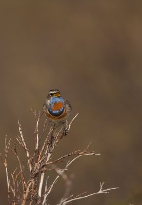 Bluethroat (Luscinia svecica)