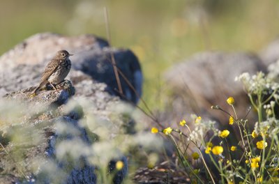 Meadow pipit (Anthus pratensis)