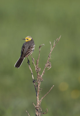 Citrine wagtail (Motacilla citreola)