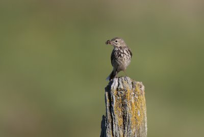 Meadow pipit (Anthus pratensis)