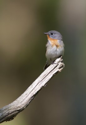 Red breasted flycatcher (Ficedula parva)