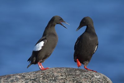 black guillemot (Cepphus grylle)