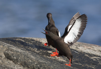 black guillemot (Cepphus grylle)