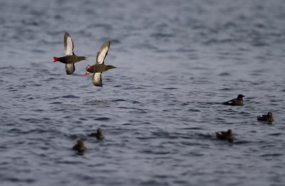 black guillemot (Cepphus grylle)