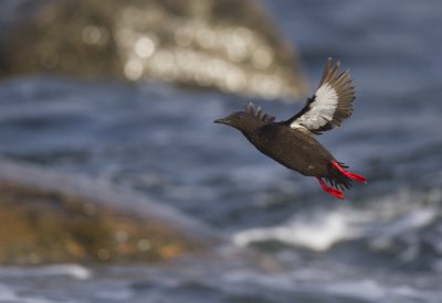 black guillemot (Cepphus grylle)
