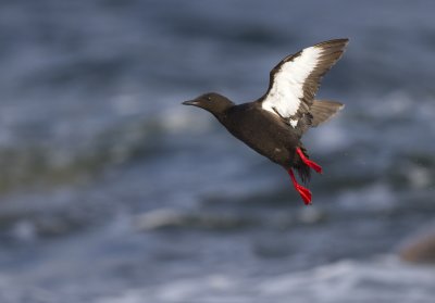 black guillemot (Cepphus grylle)