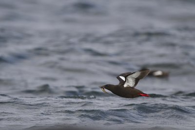 black guillemot (Cepphus grylle)