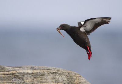 black guillemot (Cepphus grylle)