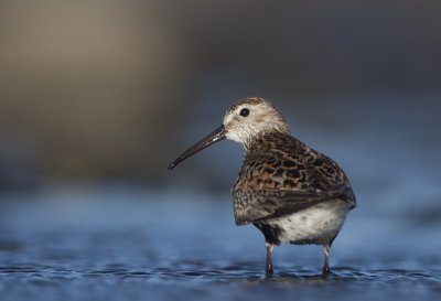 Dunlin (Calidris alpina)