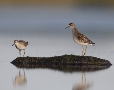 Wood sandpiper (Tringa glareola)